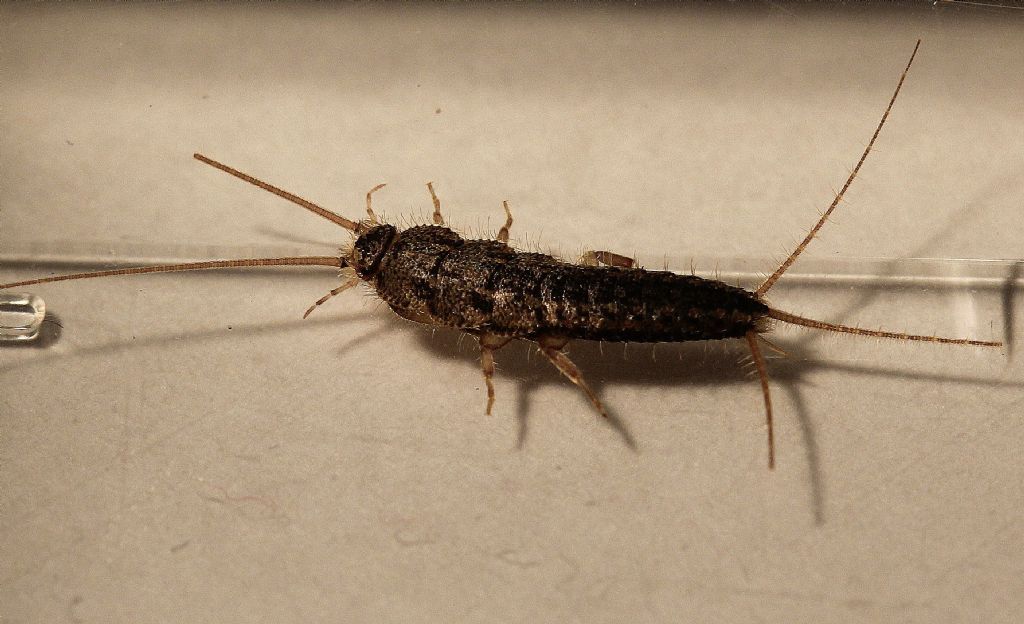 Insetto a casa!! (Lepismatidae)